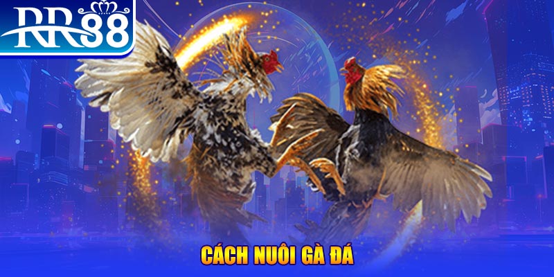 99ok1 Ws168 Đá Gà