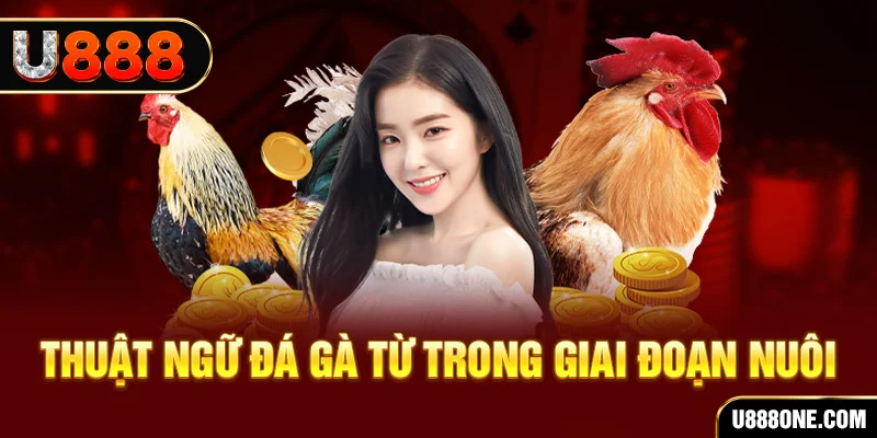 99ok1 xổ số miền bắc 90 ngày
