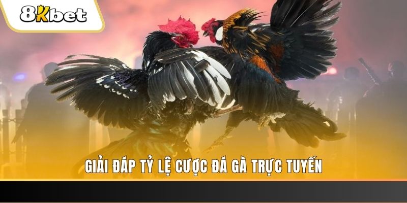 99ok1 ga choi cau thanh