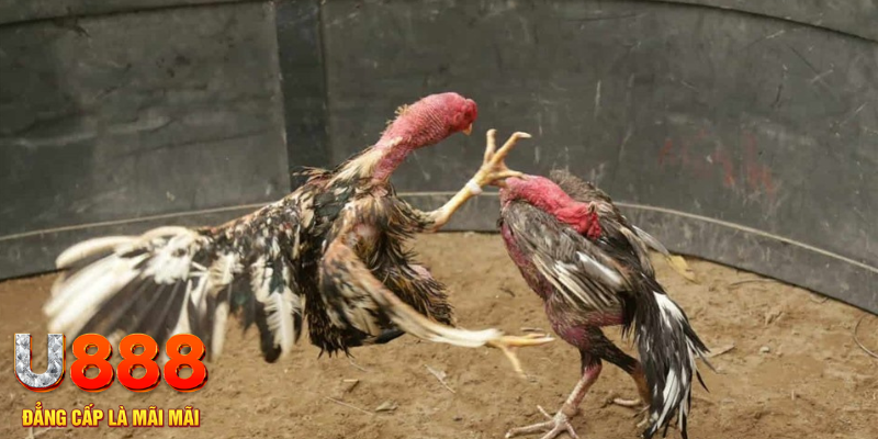 99ok1 đăng nhập liêng hôm nay